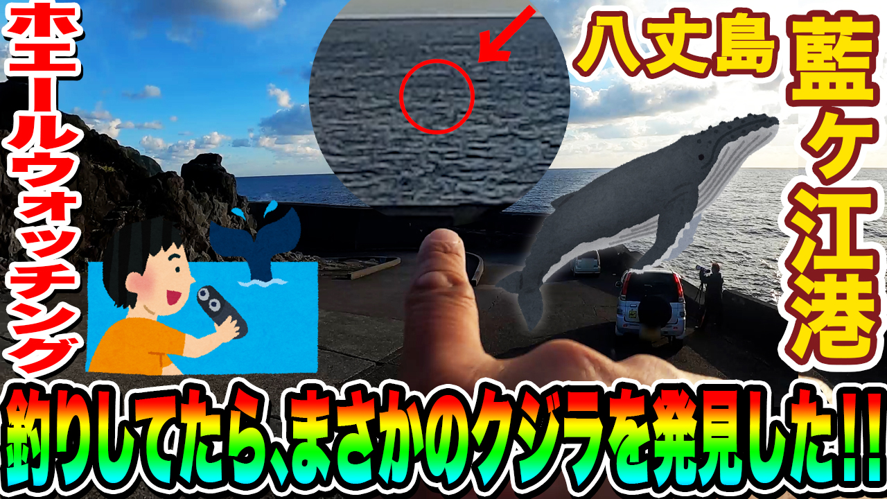 釣りしてたら、まさかのクジラを発見した！！ in 八丈島 藍ヶ江港