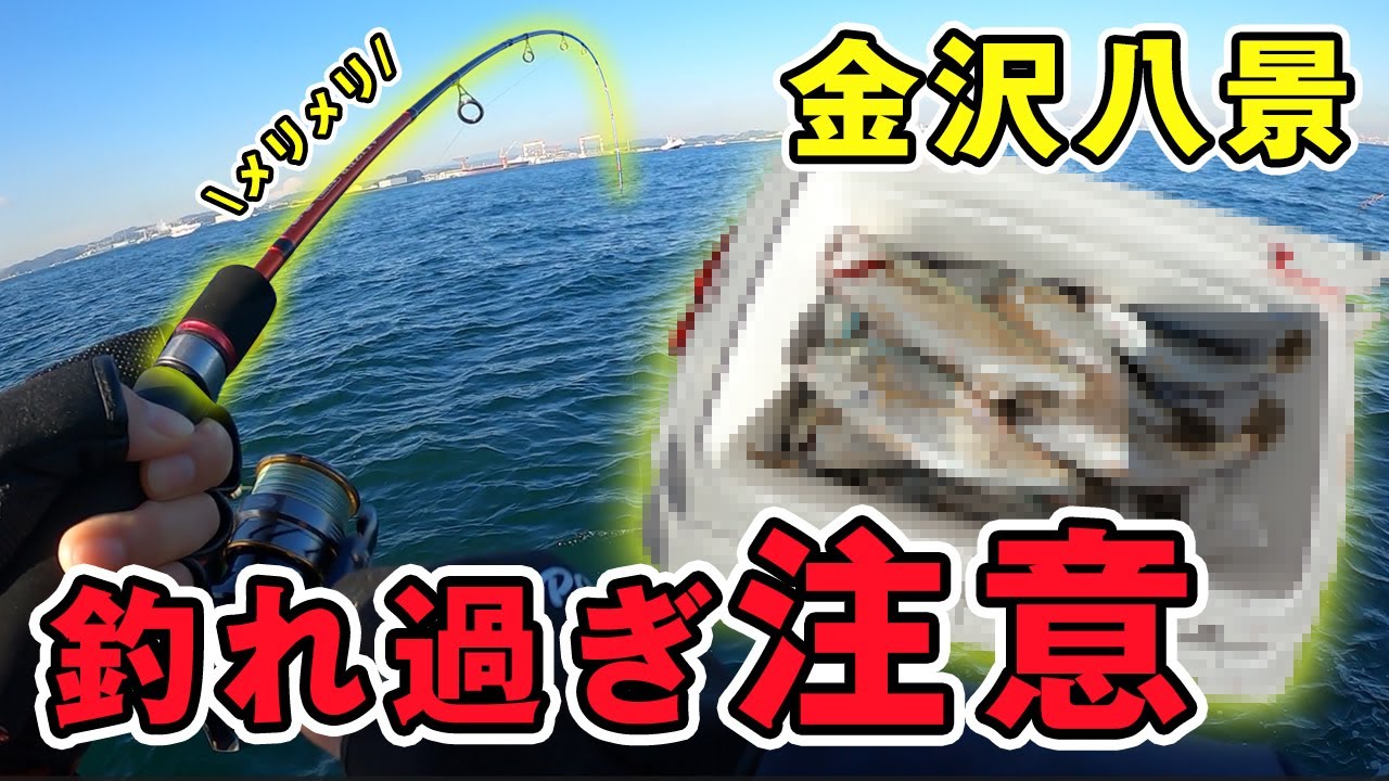 金沢八景でイシモチを船釣りで爆釣！！